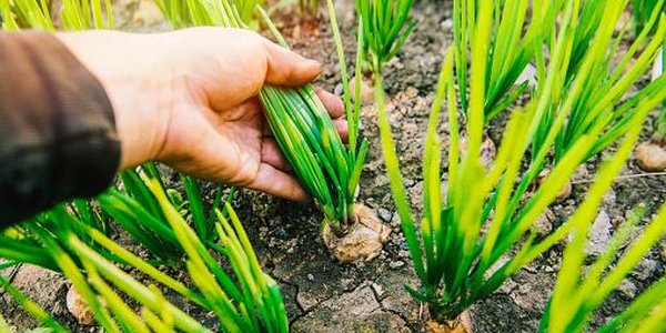 Приморских дачников приглашают на экскурсии