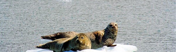 Тюленей приняли за унесенных на льдине рыбаков