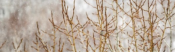 На Приморье обрушился снегопад: Обзор