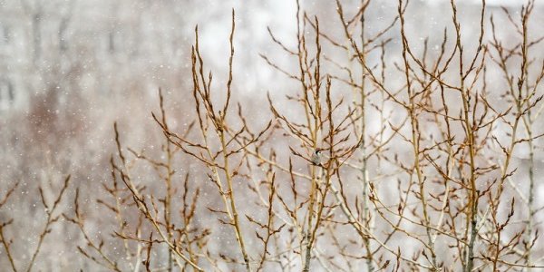 На Приморье обрушился снегопад: Обзор