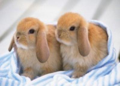 Карликовые кролики — хит продаж<a> <sup style='color:red'>Новый год!</sup></a>