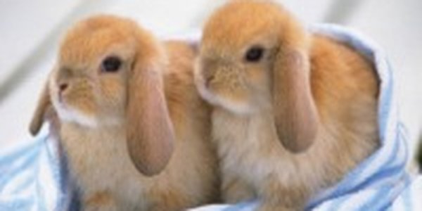 Карликовые кролики — хит продаж<a> <sup style='color:red'>Новый год!</sup></a>