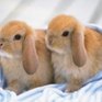 Карликовые кролики — хит продаж<a> <sup style='color:red'>Новый год!</sup></a>