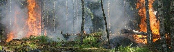 Названы регионы России с высокими рисками природных пожаров