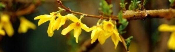 Во вторник днем Приморье будет в теплом секторе циклона