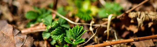 Дожди, прошедшие в Приморье на выходных, благоприятно повлияли на пожароопасную обстановку