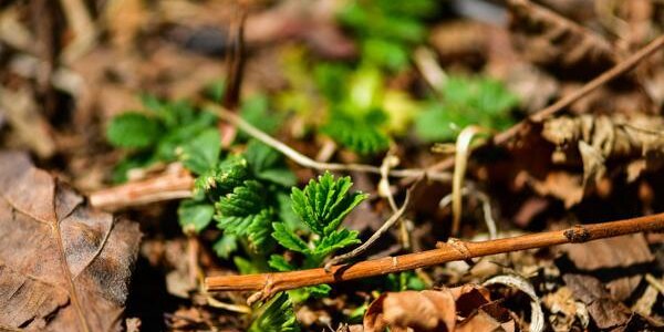 Дожди, прошедшие в Приморье на выходных, благоприятно повлияли на пожароопасную обстановку