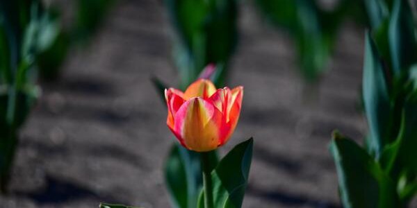 Переменчивая погода будет в Приморье на этой рабочей неделе