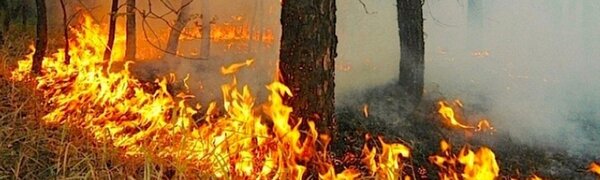 Уровень пожароопасности леса нарастает в Приморье