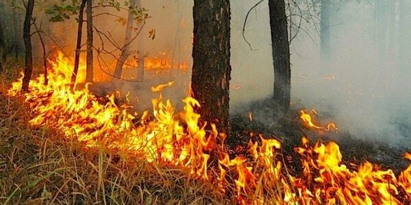 Уровень пожароопасности леса нарастает в Приморье