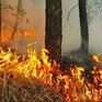 Уровень пожароопасности леса нарастает в Приморье