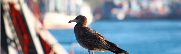 Начало ноября во Владивостоке обещает быть тёплым