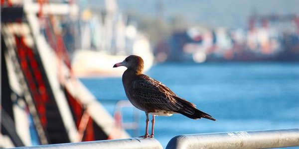 Начало ноября во Владивостоке обещает быть тёплым