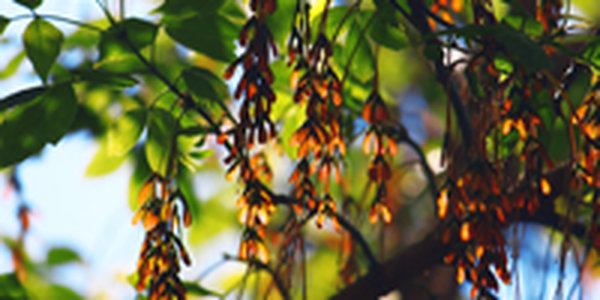 В Приморье ожидается неустойчивый характер погоды