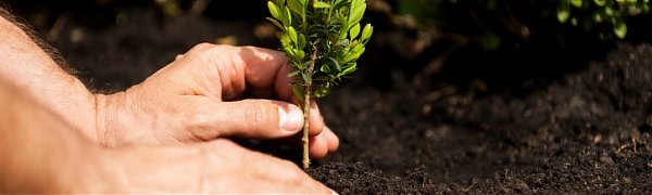 За последние 15 лет растительности на Земле стало больше