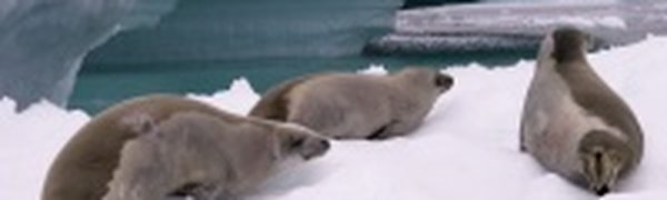 Пятнистые тюлени из Приморья заводят потомство