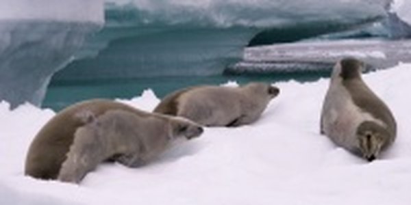 Пятнистые тюлени из Приморья заводят потомство