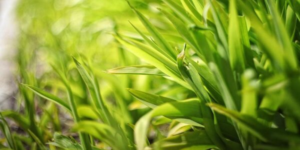 Прошедшие дожди ушучшили пожароопасную обстановку в лесах Приморья