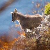 Октябрь в Сихотэ-Алинском заповеднике – время листопада