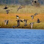 Октябрь в Сихотэ-Алинском заповеднике – время листопада