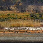 Октябрь в Сихотэ-Алинском заповеднике – время листопада