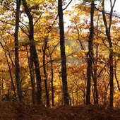 Октябрь в Сихотэ-Алинском заповеднике – время листопада