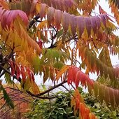 Октябрь в Сихотэ-Алинском заповеднике – время листопада