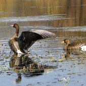 Октябрь в Сихотэ-Алинском заповеднике – время листопада