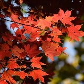 Октябрь в Сихотэ-Алинском заповеднике – время листопада