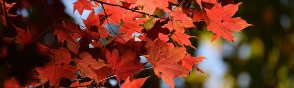 Октябрь в Сихотэ-Алинском заповеднике – время листопада