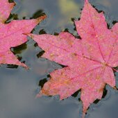 Октябрь в Сихотэ-Алинском заповеднике – время листопада