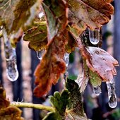 Октябрь в Сихотэ-Алинском заповеднике – время листопада