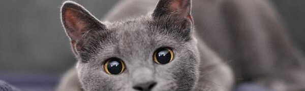 Фотографии кошек заменили рекламу в лондонском метро