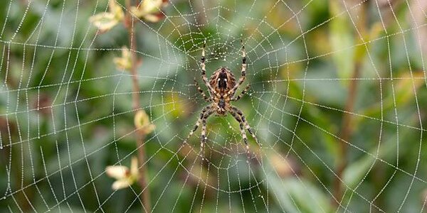Тропические циклоны сделали паучьи колонии агрессивнее