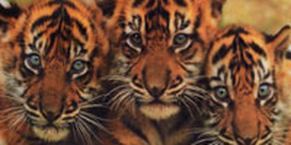 Амурский тигренок после реабилитации приспособился к жизни в тайге