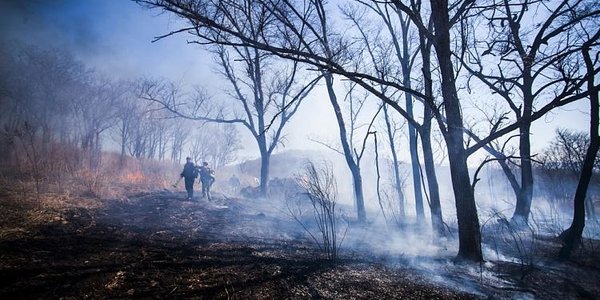 Лесные пожары начались в Приморье из-за малоснежной зимы