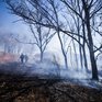Лесные пожары начались в Приморье из-за малоснежной зимы