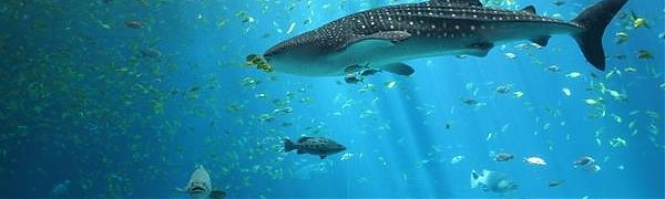 Первые экскурсии в Приморском океанариуме пройдут в мае 2016