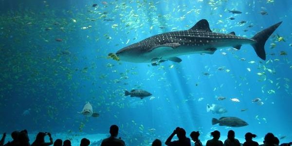 Первые экскурсии в Приморском океанариуме пройдут в мае 2016