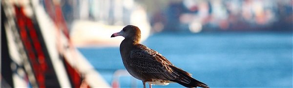 Чем дышал Владивосток с 11 по 20 октября?