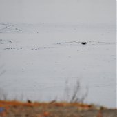 В зимнем Владивостоке снова гостят пестрые ларги