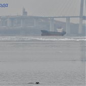 В зимнем Владивостоке снова гостят пестрые ларги