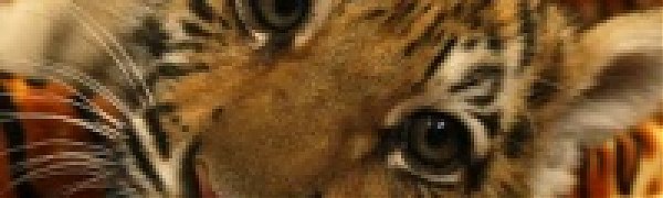 Ценный груз: Вывезти тигренка в чемодане
