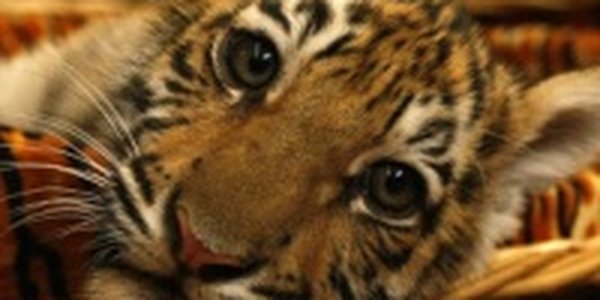 Ценный груз: Вывезти тигренка в чемодане