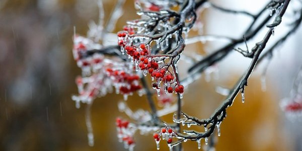 Из-за «ледяного дождя» в Чувашии введён режим ЧС