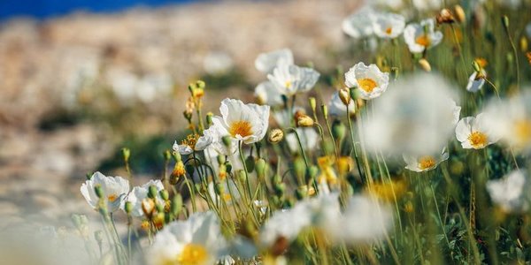Новая рабочая неделя в Приморье будет по-летнему тёплой