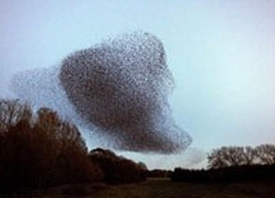 Танцы скворцов в небе над Шотландией