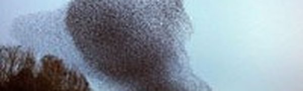 Танцы скворцов в небе над Шотландией