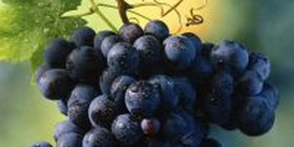 От сезонной депрессии спасет виноград