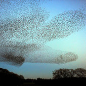 Танцы скворцов в небе над Шотландией